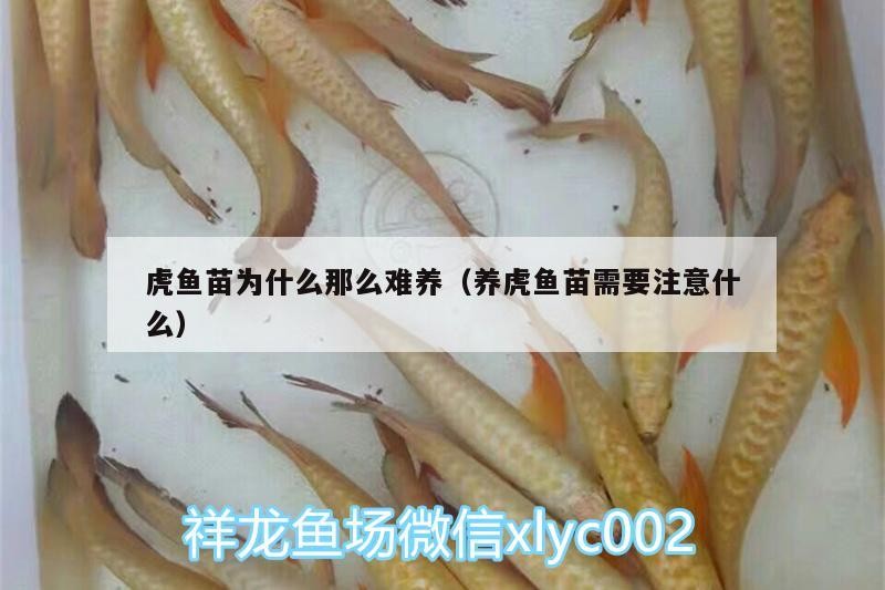 虎魚苗為什么那么難養（養虎魚苗需要注意什么）