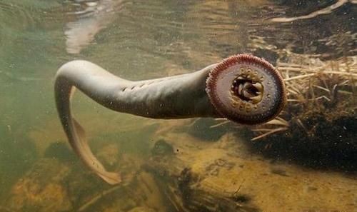 龍魚可以吃黃鱔嗎