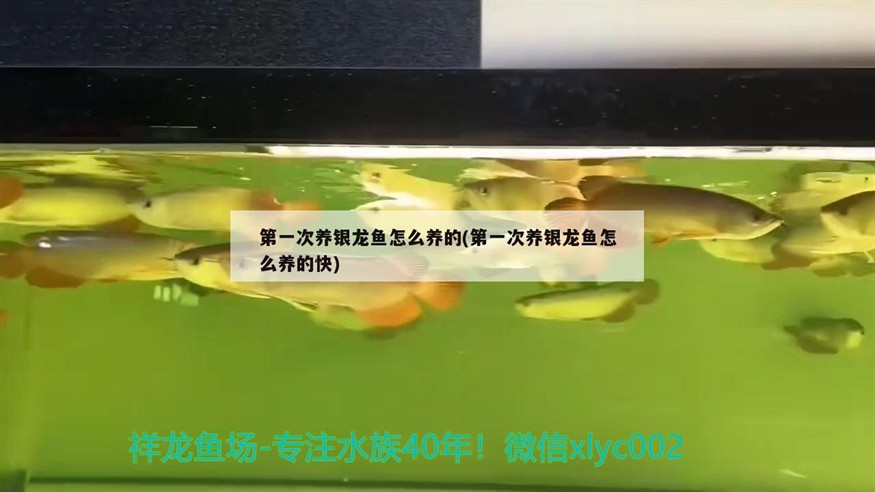 第一次養銀龍魚怎么養的(第一次養銀龍魚怎么養的快)