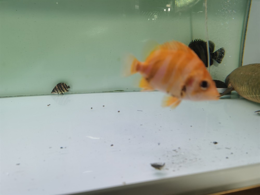 買魚需謹(jǐn)慎 謹(jǐn)防最近市面變異虎