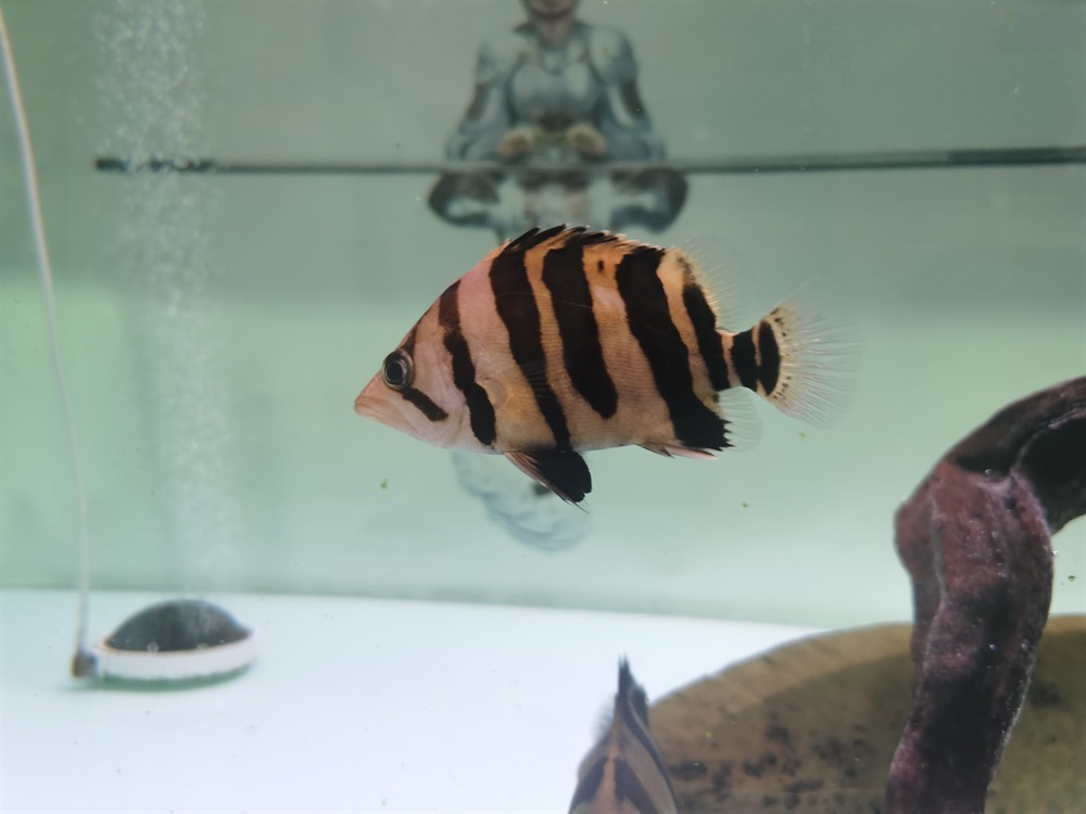 買魚需謹(jǐn)慎 謹(jǐn)防最近市面變異虎