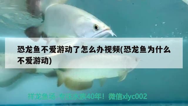 買魚需謹慎 謹防最近市面變異虎