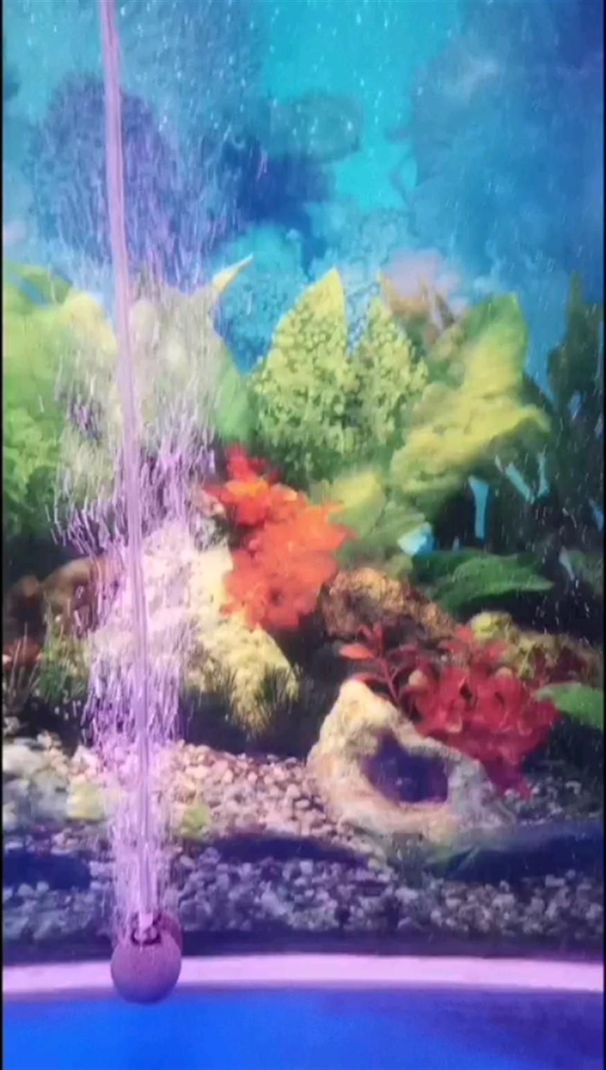 小虎魚喂養蟲子可以不