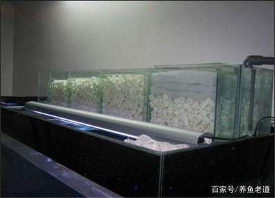 魚缸多長時間下一次鹽，海水魚缸換水后加鹽技巧
