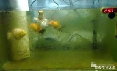 魚缸多長時間下一次鹽，海水魚缸換水后加鹽技巧