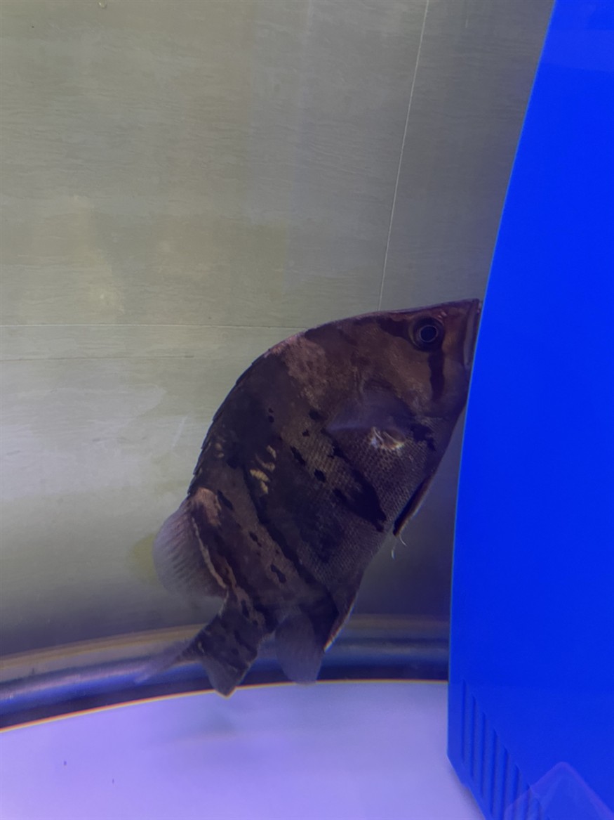 虎魚變黑了怎么辦？ 虎魚變黑了怎么辦？ 虎魚百科 第1張