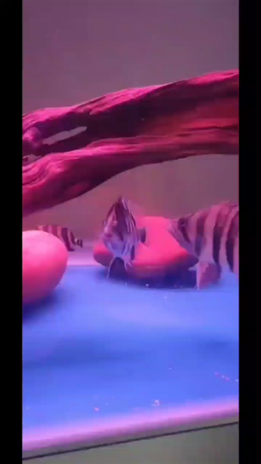 記錄虎魚和諧的一刻 記錄虎魚和諧的一刻 虎魚百科 第1張