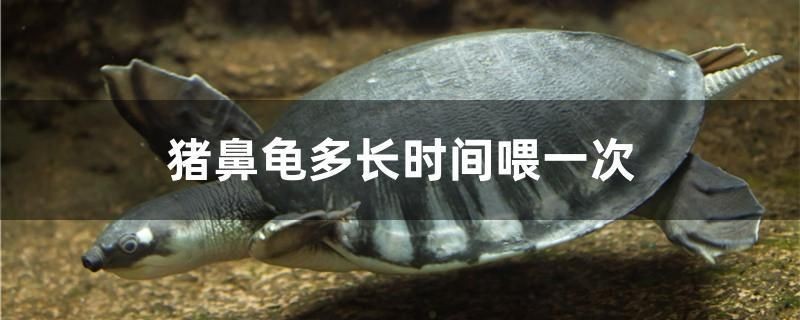 豬鼻龜多長時間喂一次 豬鼻龜多長時間喂一次 紅龍魚百科
