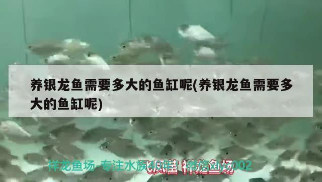 養(yǎng)銀龍魚需要多大的魚缸呢(養(yǎng)銀龍魚需要多大的魚缸呢) 養(yǎng)銀龍魚需要多大的魚缸呢(養(yǎng)銀龍魚需要多大的魚缸呢) 銀龍魚百科