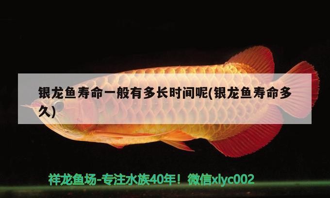 銀龍魚壽命一般有多長時(shí)間呢(銀龍魚壽命多久)