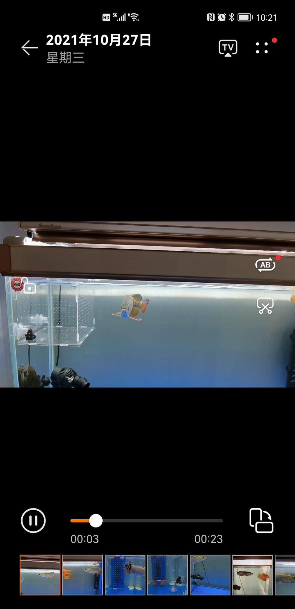 請(qǐng)教：小虎魚(yú)入缸明了一天就天天挖煤要不要買(mǎi)個(gè)小夜燈24小時(shí)照它啊