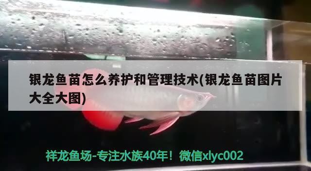 銀龍魚苗怎么養護和管理技術(銀龍魚苗圖片大全大圖)