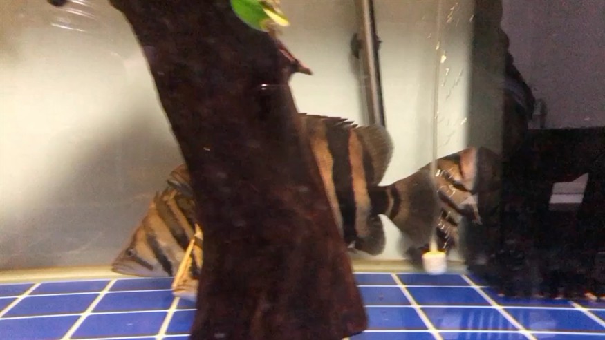 記錄虎魚日常