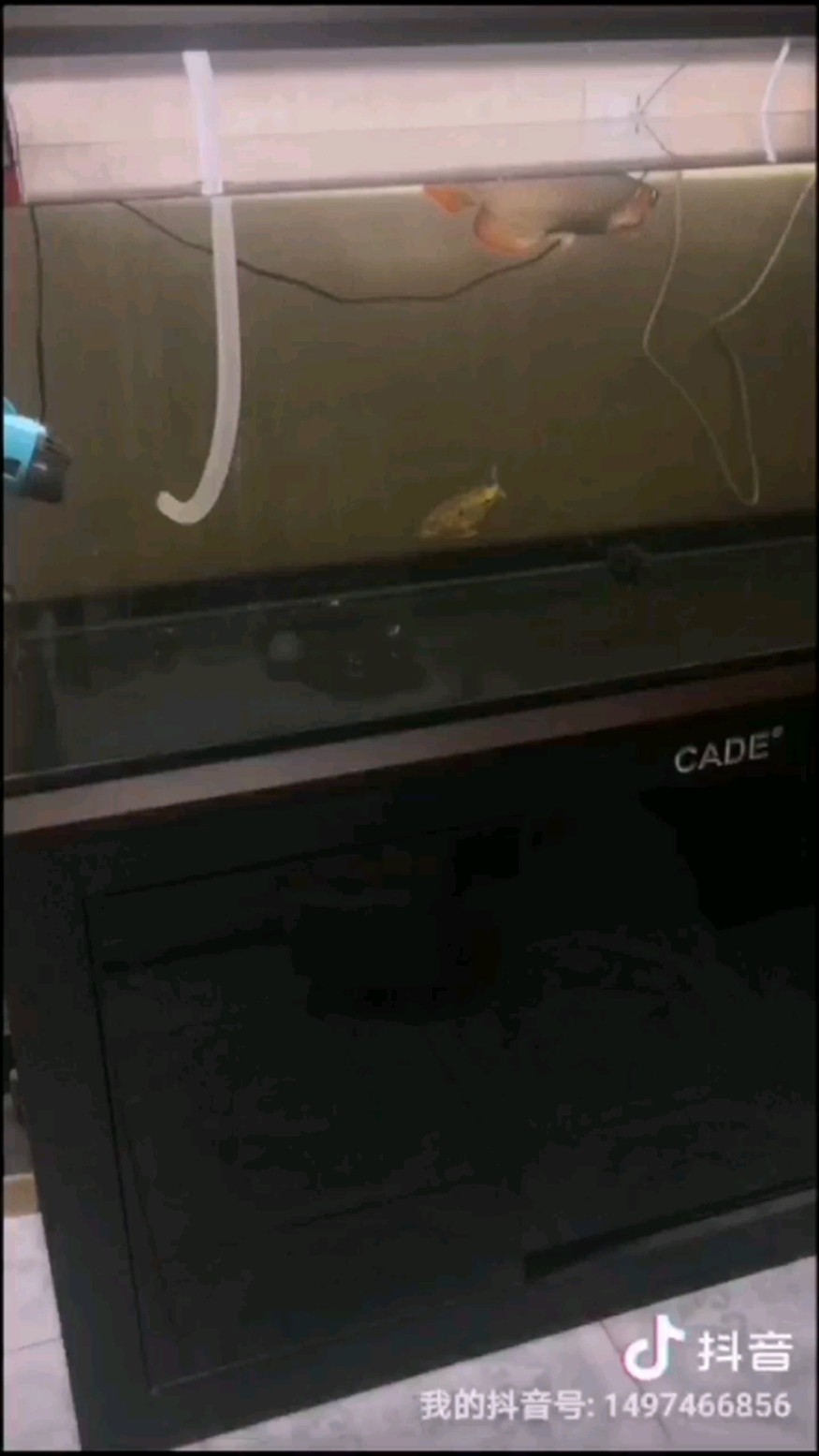 虎魚暗沙