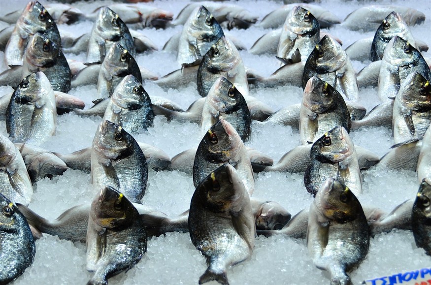 龍魚和虎魚一起養好嗎圖片（龍魚和虎魚一起養好嗎圖片）