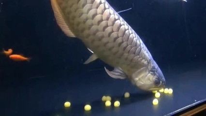 龍魚下蛋了吉祥嗎 龍魚下蛋了吉祥嗎 龍魚百科 第1張