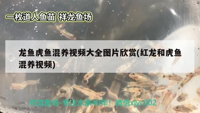 鸚鵡魚 龍魚虎魚混養視頻大全圖片欣賞(紅龍和虎魚混養視頻) 虎魚百科 龍魚虎魚混養視頻大全圖片欣賞(紅龍和虎魚混養視頻) 龍魚虎魚混養視頻大全圖片欣賞(紅龍和虎魚混養視頻) 虎魚百科