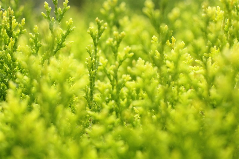 虎魚就得明了才有觀賞價值 虎魚就得明了才有觀賞價值 虎魚百科