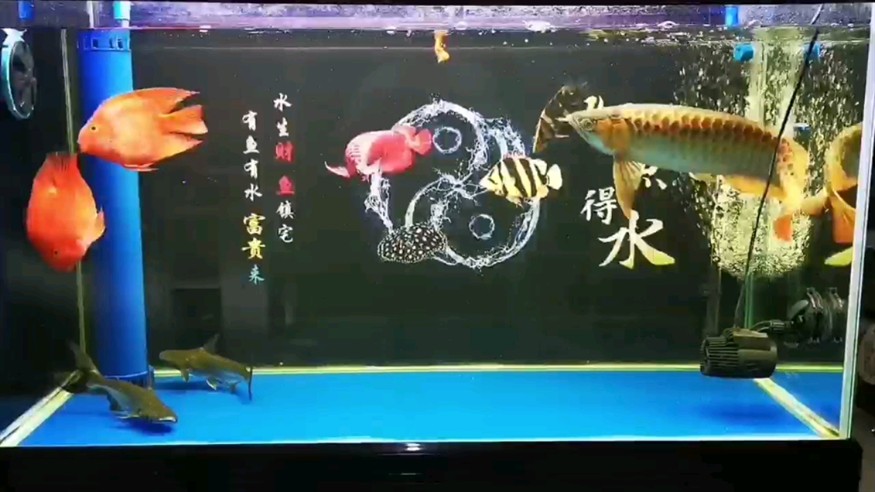 換完背景虎魚都跑出來浪了 換完背景虎魚都跑出來浪了 虎魚百科 第1張