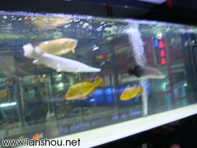 白化火箭與勇多大的魚缸養(yǎng)：白化火箭是一種大型淡水魚類，需要足夠大的缸體來飼養(yǎng)