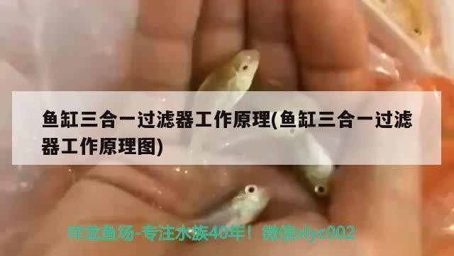伊寧邊境經濟合作區三湖水族館（伊寧邊境經濟合作區三湖水族館在哪） 伊寧邊境經濟合作區三湖水族館（伊寧邊境經濟合作區三湖水族館在哪） 全國水族館企業名錄 第1張