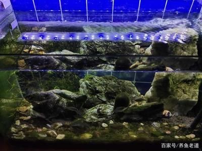 柜式魚缸過濾器的選擇和擺放順序是從上到下到下：柜式魚缸過濾器的選擇 柜式魚缸過濾器的選擇和擺放順序是從上到下到下：柜式魚缸過濾器的選擇 魚缸百科 第3張
