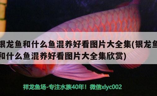 銀龍魚和什么魚混養好看圖片大全集(銀龍魚和什么魚混養好看圖片大全集欣賞)