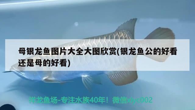 母銀龍魚(yú)圖片大全大圖欣賞(銀龍魚(yú)公的好看還是母的好看)