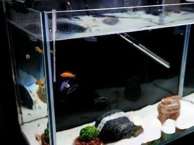 1.2米魚缸適合養(yǎng)什么熱帶魚 魚缸百科 第1張 1.2米魚缸適合養(yǎng)什么熱帶魚 1.2米魚缸適合養(yǎng)什么熱帶魚 魚缸百科 第1張