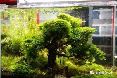 魚缸里的水草造景的藝術水草造景的特點和養護要求：水草造景的技巧
