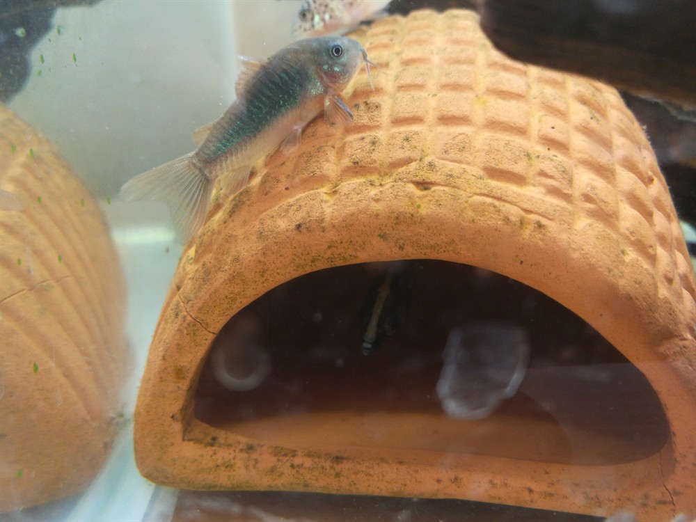 10塊買的雜紋虎魚 10塊買的雜紋虎魚 虎魚百科 第2張