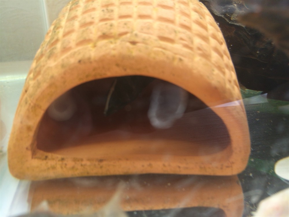 10塊買的雜紋虎魚 10塊買的雜紋虎魚 虎魚百科 第3張
