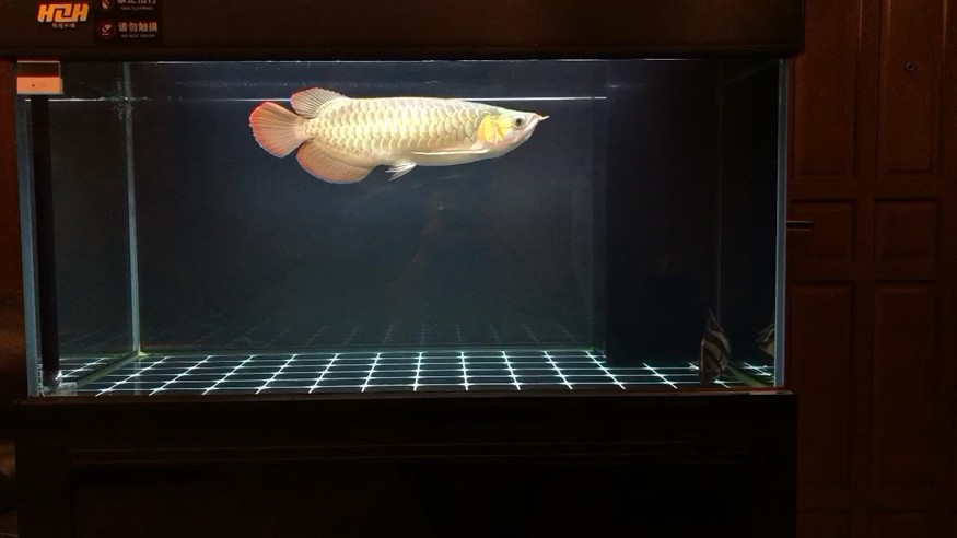 誰說我的虎魚不明的？