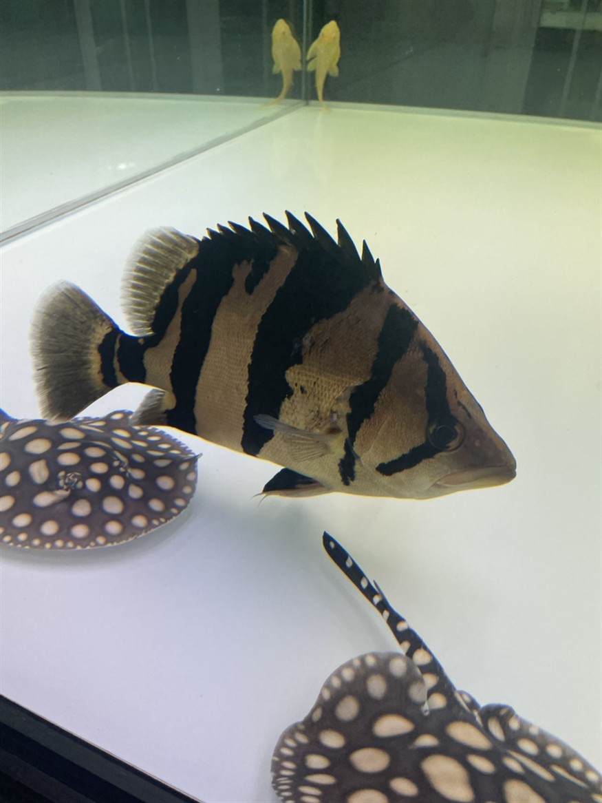 虎魚的恢復(fù)能力真強