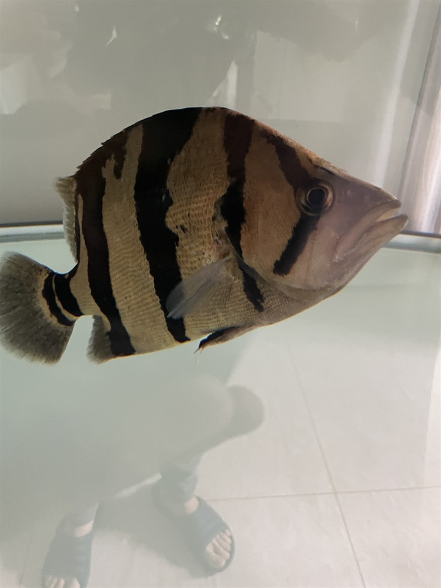 虎魚的恢復(fù)能力真強