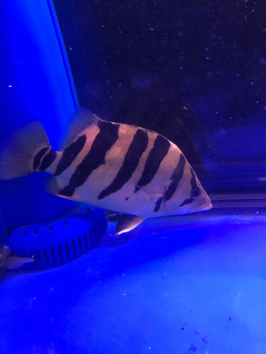 養(yǎng)兩條虎魚這條不停欺負(fù)另一條另一條都不吃東西了應(yīng)該怎么辦好呢 虎魚百科 第1張 養(yǎng)兩條虎魚這條不停欺負(fù)另一條另一條都不吃東西了應(yīng)該怎么辦好呢 養(yǎng)兩條虎魚這條不停欺負(fù)另一條另一條都不吃東西了應(yīng)該怎么辦好呢 虎魚百科 第1張