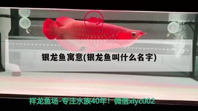 飼料 銀龍魚寓意(銀龍魚叫什么名字) 銀龍魚百科 銀龍魚寓意(銀龍魚叫什么名字) 銀龍魚寓意(銀龍魚叫什么名字) 銀龍魚百科