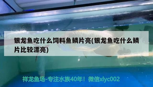 銀龍魚吃什么飼料魚鱗片亮(銀龍魚吃什么鱗片比較漂亮)