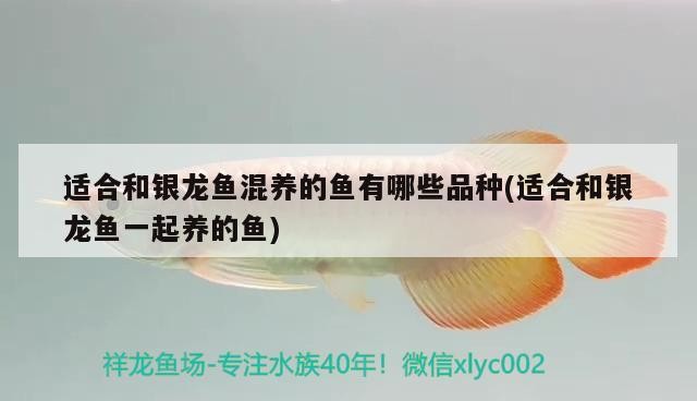 適合和銀龍魚混養(yǎng)的魚有哪些品種(適合和銀龍魚一起養(yǎng)的魚) 適合和銀龍魚混養(yǎng)的魚有哪些品種(適合和銀龍魚一起養(yǎng)的魚) 銀龍魚百科