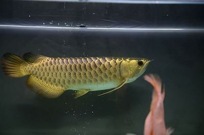 70公分金龍魚 70公分金龍魚 龍魚百科 第1張