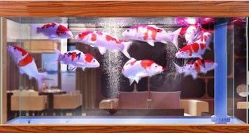 前進農場金海岸水族館（前進農場水上公園簡介）