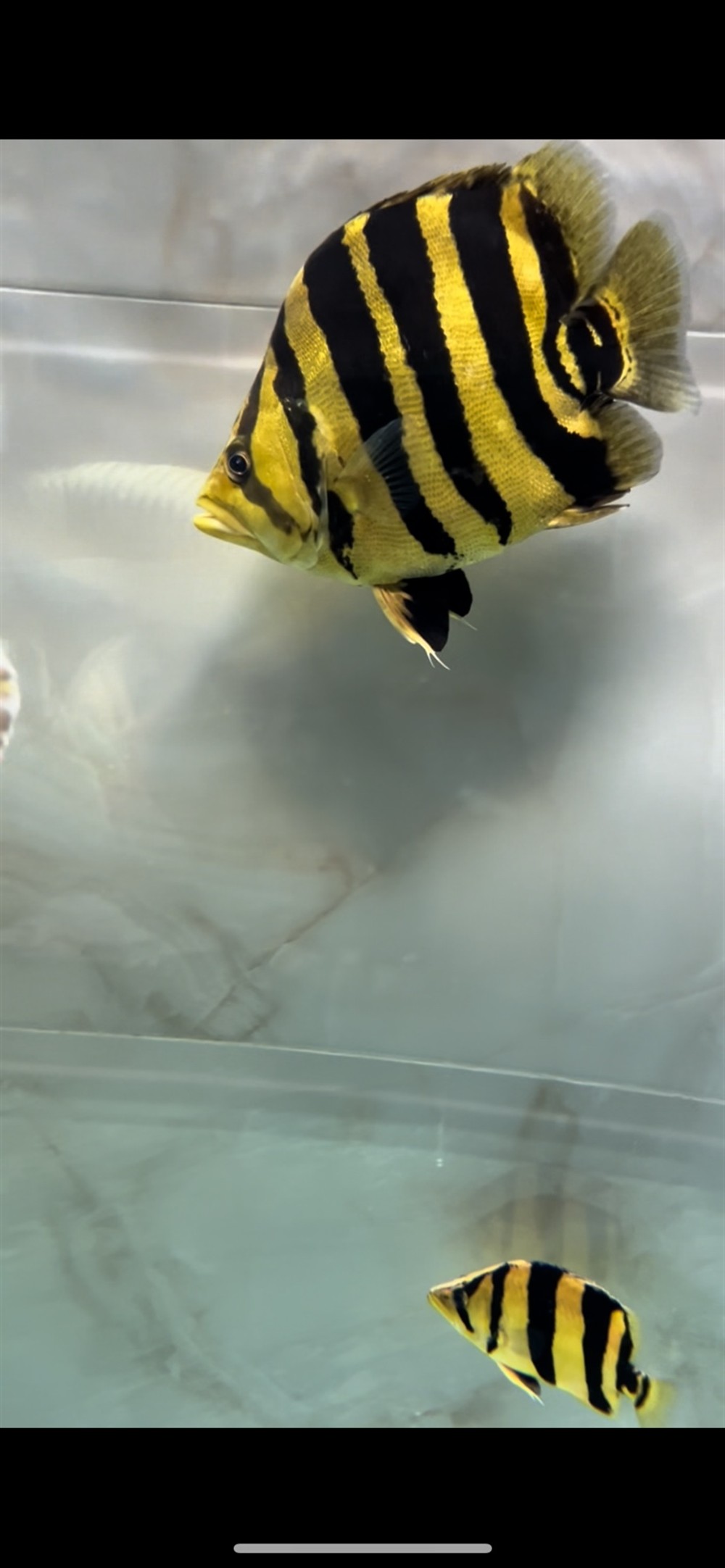 我的頂級(jí)虎王以這魚(yú)方式告別