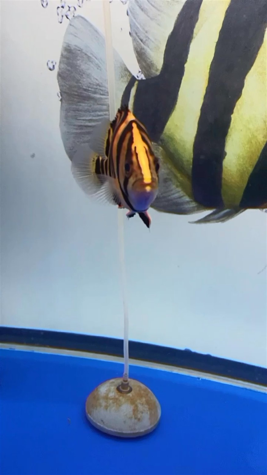 虎魚一直養(yǎng)一直爽