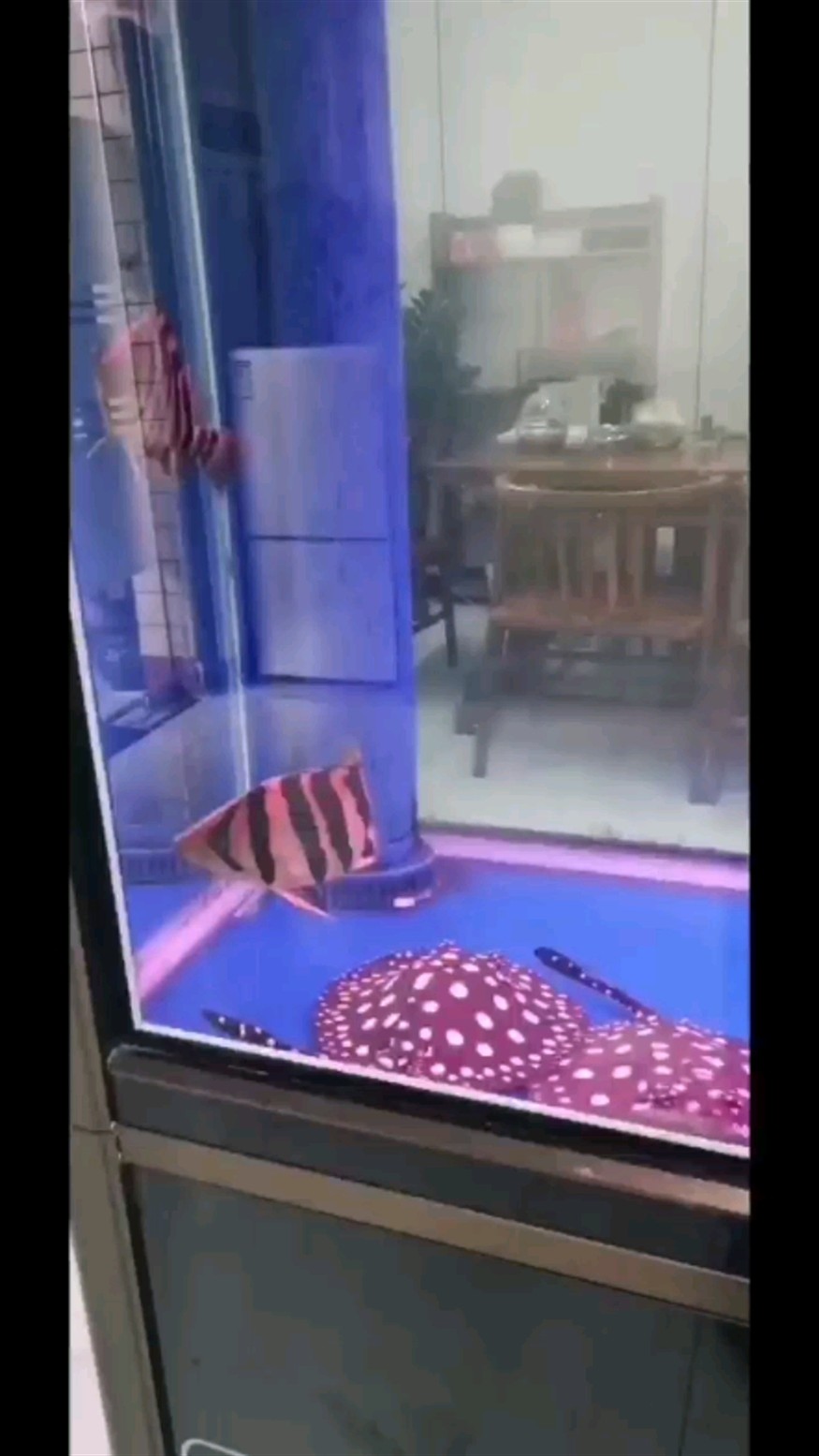 虎魚狀態怎么樣高人指路