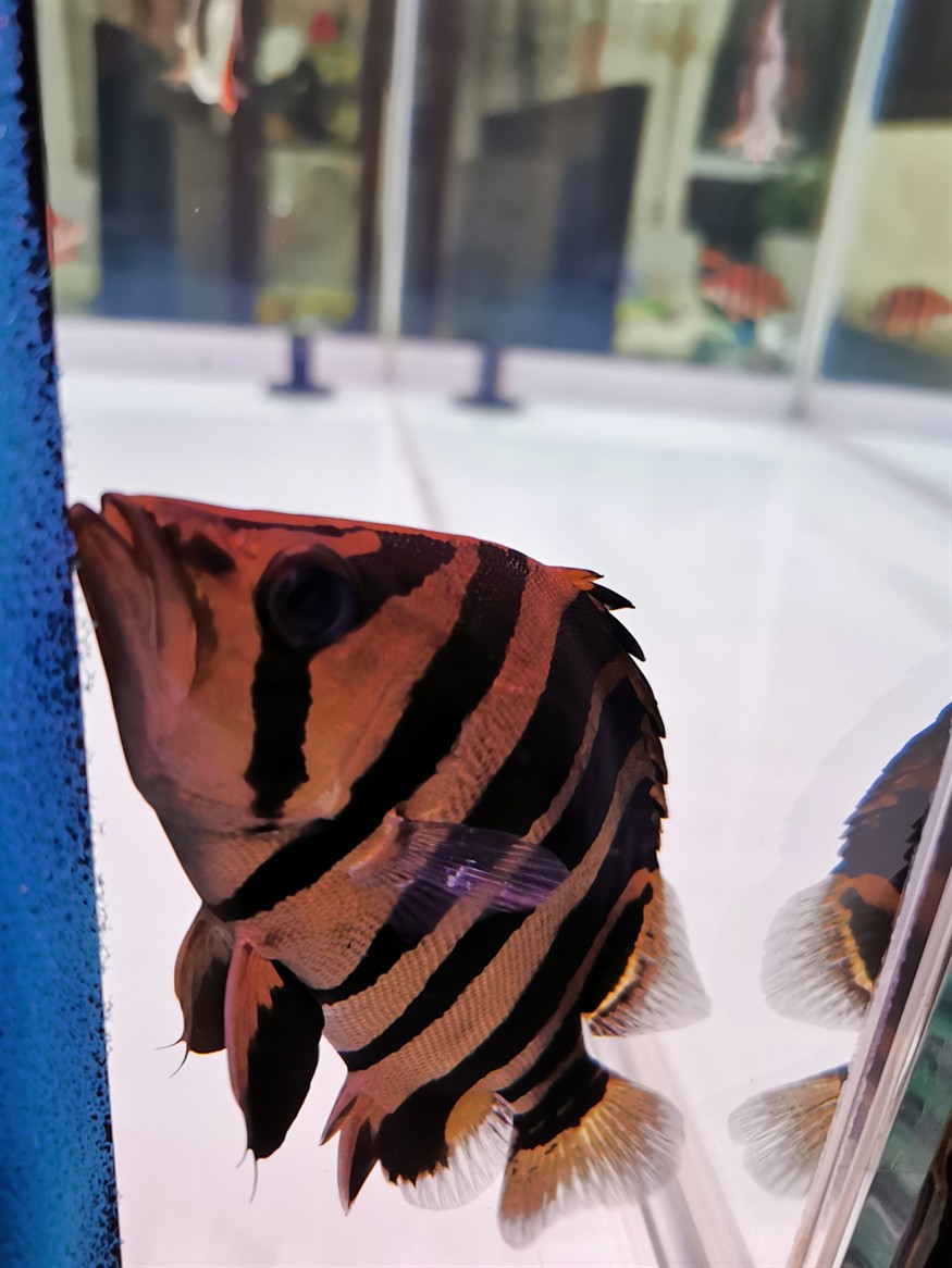 印尼虎魚胸鰭白點(diǎn)是什么病？怎么治療？