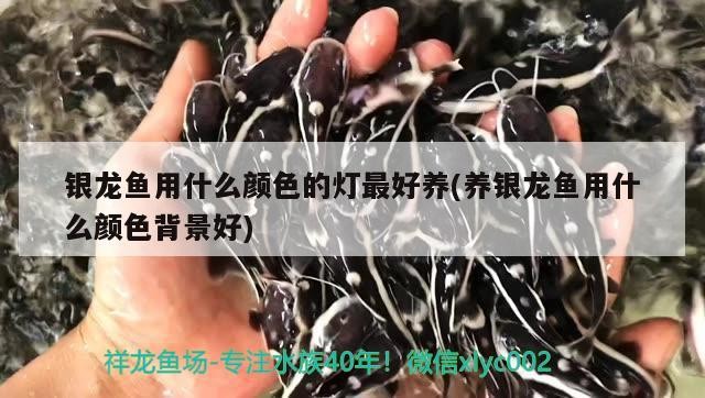 銀龍魚用什么顏色的燈最好養(養銀龍魚用什么顏色背景好) 銀龍魚用什么顏色的燈最好養(養銀龍魚用什么顏色背景好) 銀龍魚百科