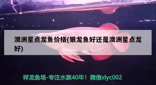 澳洲星點龍魚價格(銀龍魚好還是澳洲星點龍好)