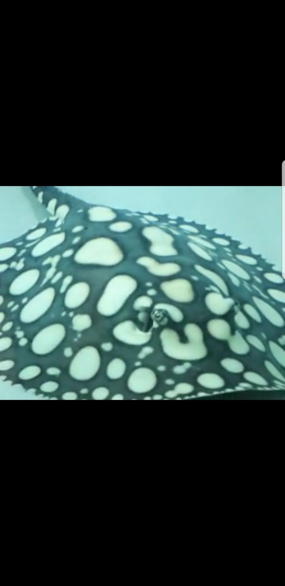 龍魚 超級(jí)改良 銀龍魚百科 超級(jí)改良 超級(jí)改良 銀龍魚百科