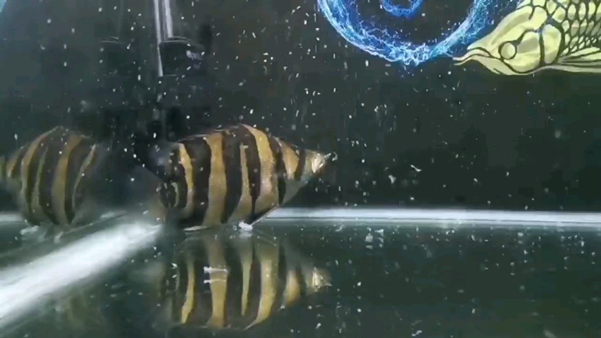 虎魚啥都敢嘴里塞