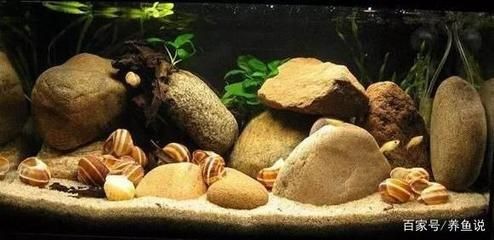 鵝卵石造景魚缸設計圖：關于鵝卵石在魚缸造景中的一些特點和優勢